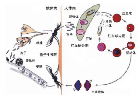 疟原虫浮生记
