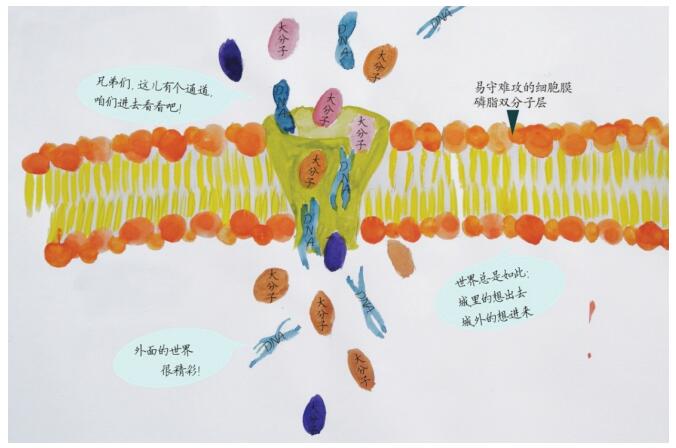 这个杀手不太冷——α-溶血素在基因测序技术中的应用