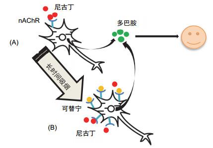 尼古丁的"口供"
