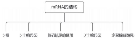 蹦蹦熊的探险之旅——走近mRNA疫苗