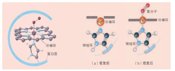 追踪血氧——指尖上的光谱仪